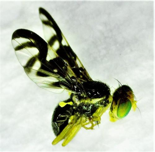 Réf. 249 654 : Euleia heraclei